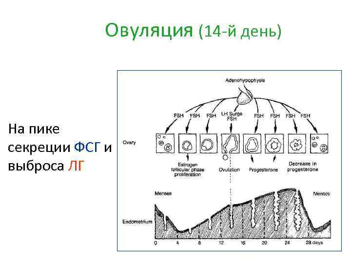 Овуляция (14 -й день) На пике секреции ФСГ и выброса ЛГ 