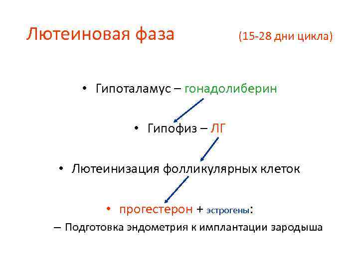 Признаки цикла. Лютеиновая фаза. Фазы цикла у женщин лютеиновая.