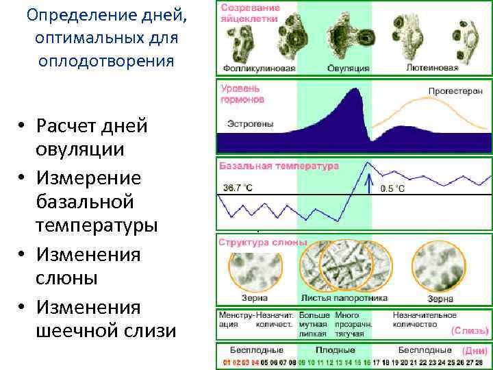 Определение дней, оптимальных для оплодотворения • Расчет дней овуляции • Измерение базальной температуры •