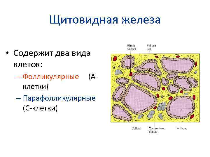 Щитовидная железа • Содержит два вида клеток: – Фолликулярные (Аклетки) – Парафолликулярные (С-клетки) 