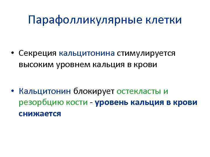 Парафолликулярные клетки • Секреция кальцитонина стимулируется высоким уровнем кальция в крови • Кальцитонин блокирует