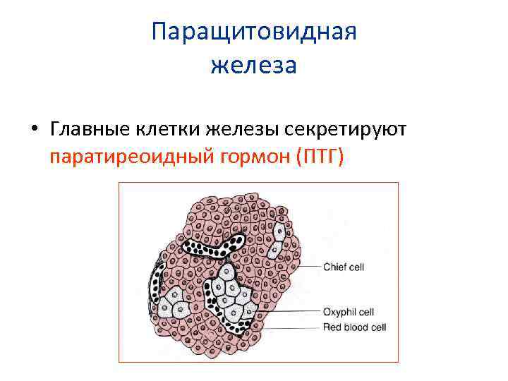 Гормоны паращитовидной железы