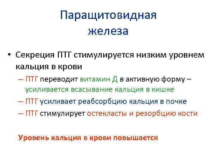 Паращитовидная железа • Секреция ПТГ стимулируется низким уровнем кальция в крови – ПТГ переводит