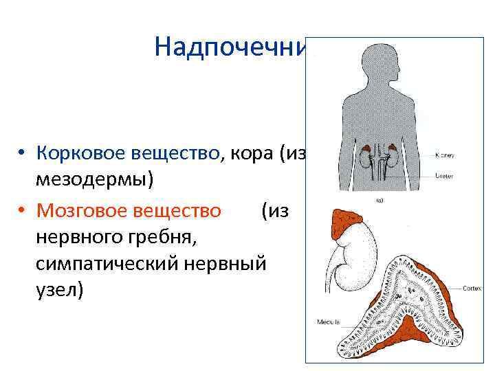 Надпочечники схема корнилова