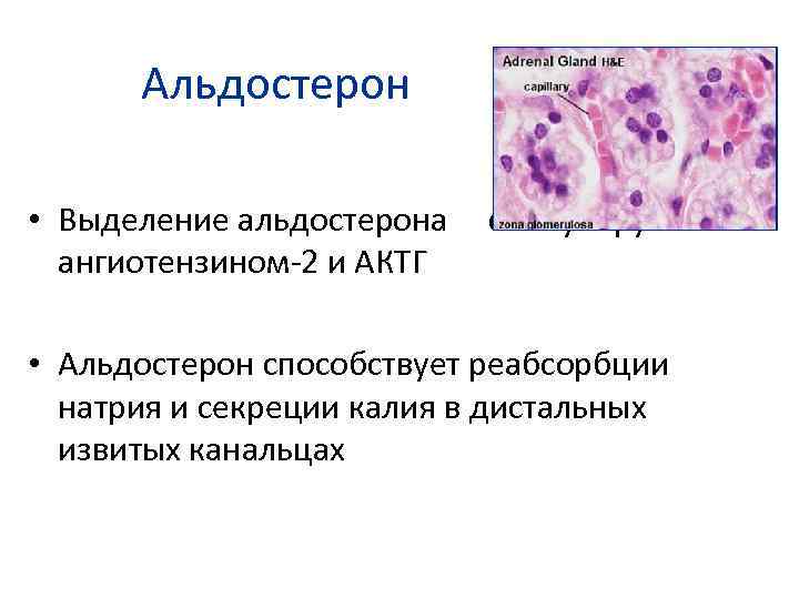 Альдостерон • Выделение альдостерона ангиотензином-2 и АКТГ стимулируется • Альдостерон способствует реабсорбции натрия и