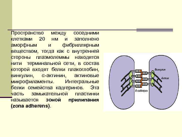 Пространство между соседними клетками 20 нм и заполнено аморфным и фибриллярным веществом, тогда как