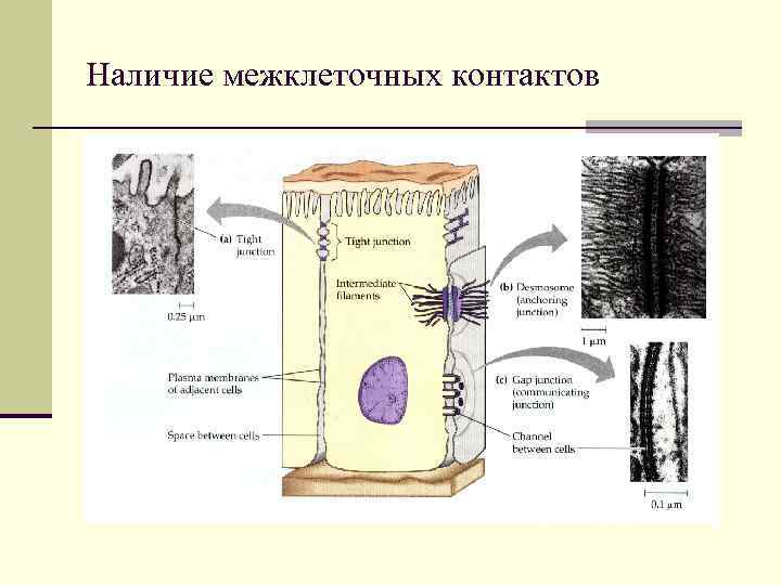 Наличие межклеточных контактов 