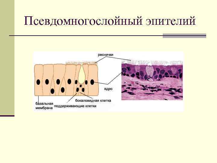 Псевдомногослойный эпителий 