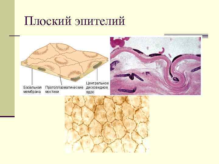 Плоский эпителий 