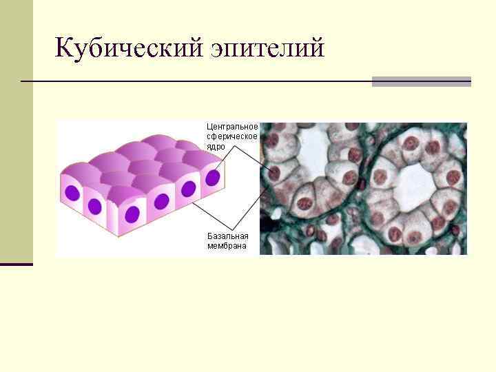 Кубический эпителий 