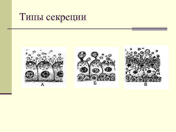 Типы секреции 