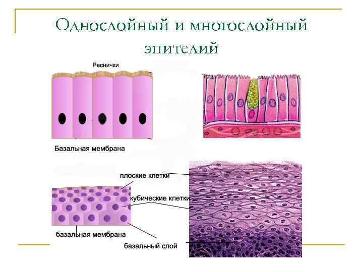 Однослойный и многослойный эпителий 