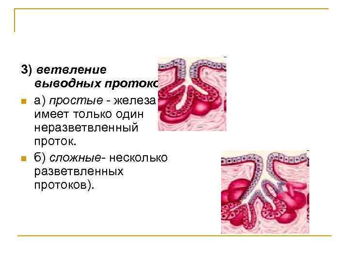 3) ветвление выводных протоков n а) простые - железа имеет только один неразветвленный проток.