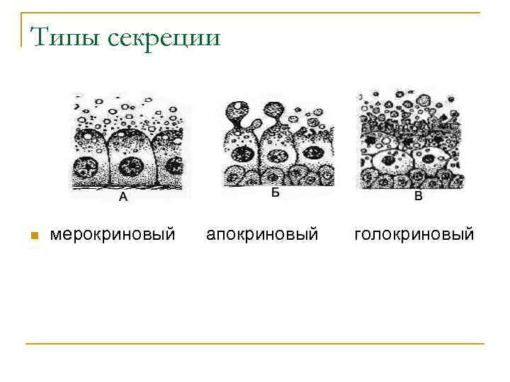 Типы секреции n мерокриновый апокриновый голокриновый 