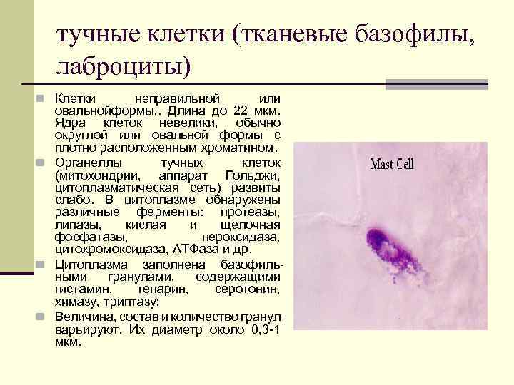 тучные клетки (тканевые базофилы, лаброциты) n Клетки неправильной или овальнойформы, . Длина до 22