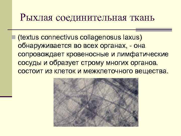 Рыхлая соединительная ткань n (textus connectivus collagenosus laxus) обнаруживается во всех органах, - она