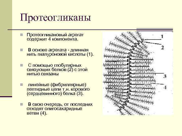 Протеогликаны n Протеогликановый агрегат содержит 4 компонента. n В основе агрегата - длинная нить