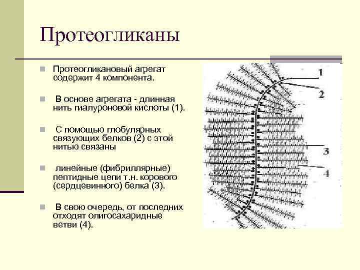 Протеогликаны n Протеогликановый агрегат содержит 4 компонента. n В основе агрегата - длинная нить