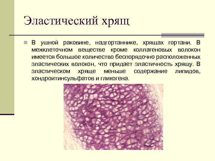 Hryashevye Tkani Raspolozhenie Hryasha V Organizme N