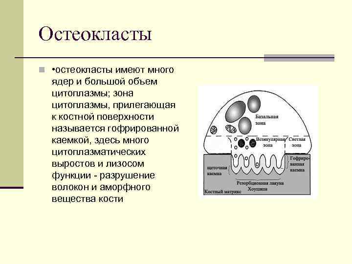Остеокласты n • остеокласты имеют много ядер и большой объем цитоплазмы; зона цитоплазмы, прилегающая