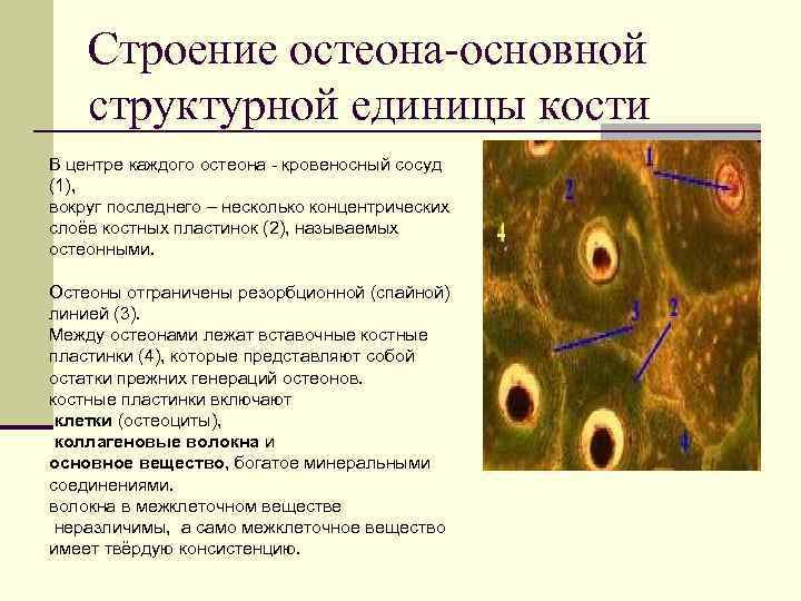 Строение остеона-основной структурной единицы кости В центре каждого остеона - кровеносный сосуд (1), вокруг