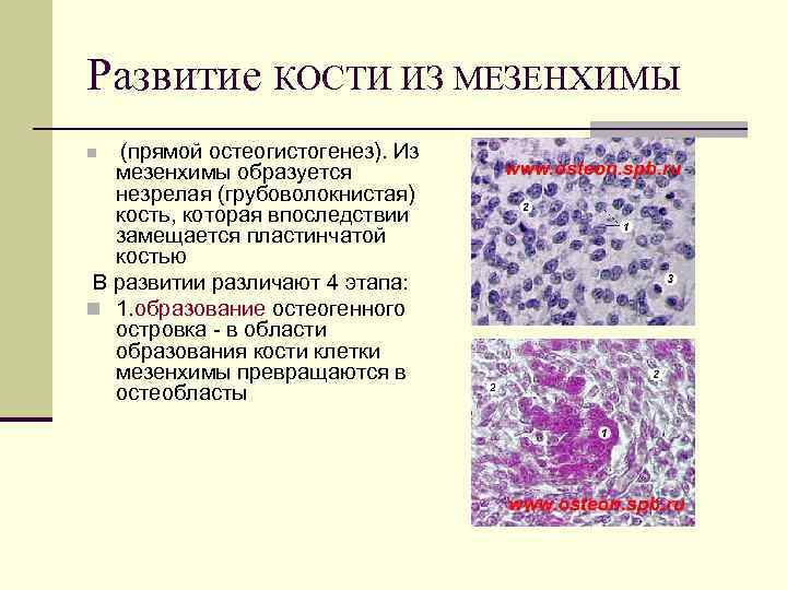 Развитие КОСТИ ИЗ МЕЗЕНХИМЫ (прямой остеогистогенез). Из мезенхимы образуется незрелая (грубоволокнистая) кость, которая впоследствии