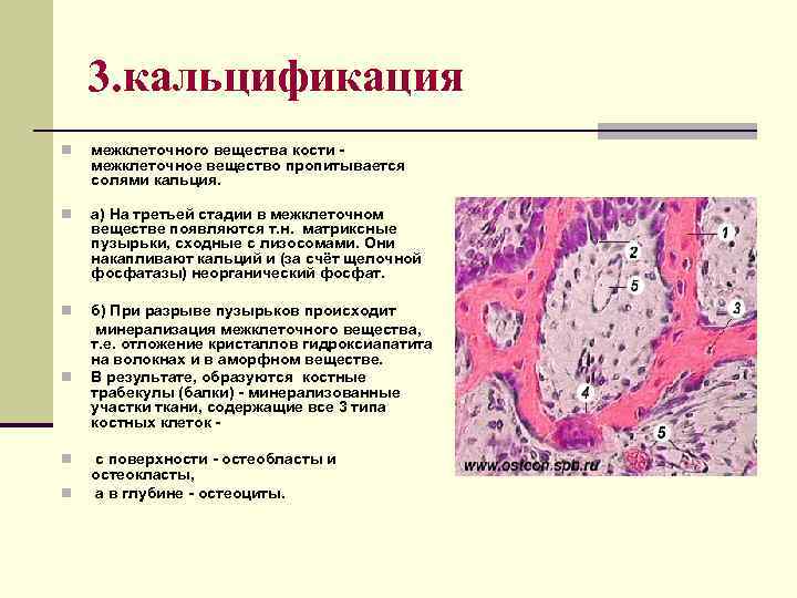 3. кальцификация n межклеточного вещества кости межклеточное вещество пропитывается солями кальция. n а) На