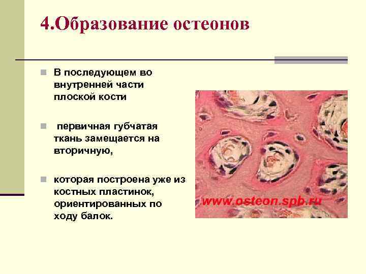 4. Образование остеонов n В последующем во внутренней части плоской кости n первичная губчатая