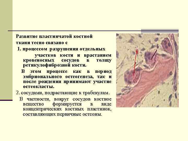 Развитие пластинчатой костной ткани тесно связано с 1. процессом разрушения отдельных участков кости и