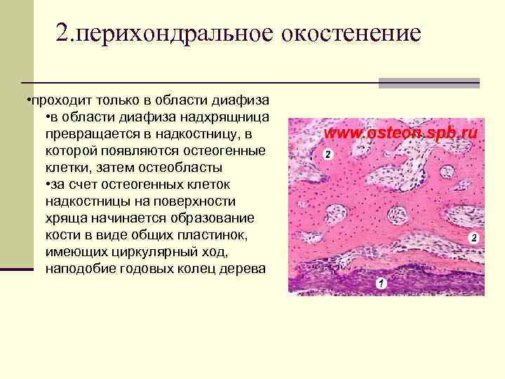 2. перихондральное окостенение • проходит только в области диафиза • в области диафиза надхрящница