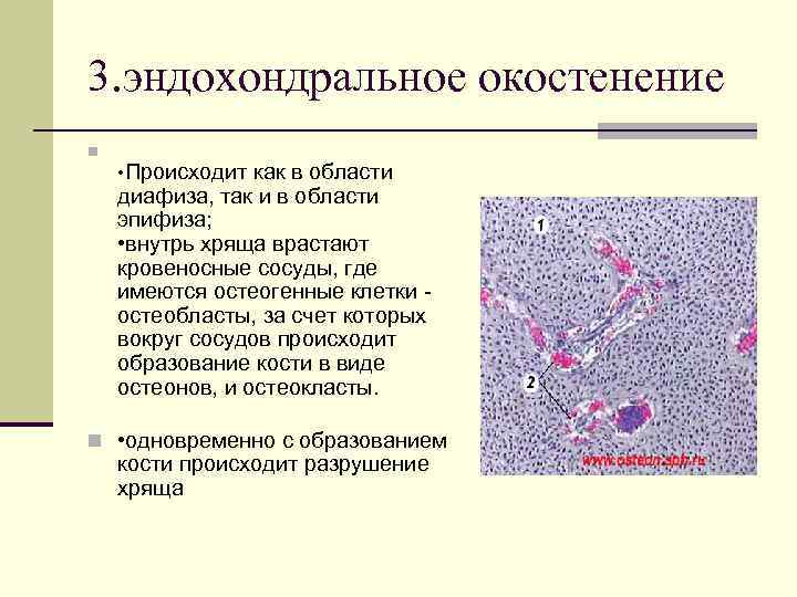 3. эндохондральное окостенение n • Происходит как в области диафиза, так и в области