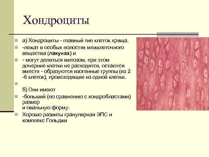 Хондроциты n а) Хондроциты - главный тип клеток хряща. n -лежат в особых полостях