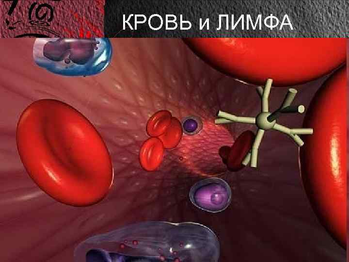  КРОВЬ и ЛИМФА Межклеточное вещество КЛЕТОЧНЫЙ СОСТАВ КРОВИ (ФОРМЕННЫЕ ЭЛЕМЕНТЫ КРОВИ) И ЕГО