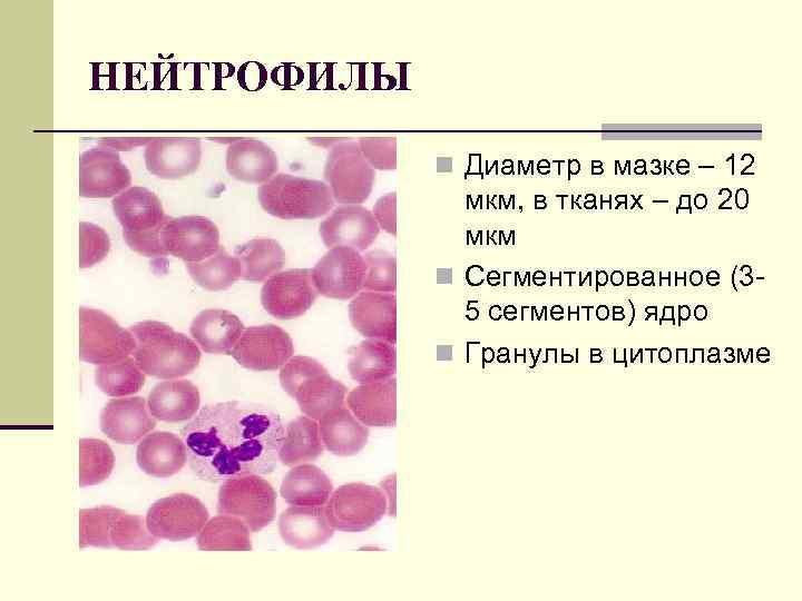 НЕЙТРОФИЛЫ n Диаметр в мазке – 12 мкм, в тканях – до 20 мкм
