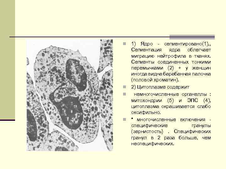 1) Ядро сегментировано(1), , Сегментация ядра облегчает миграцию нейтрофила в тканях. Сегменты соединенных тонкими