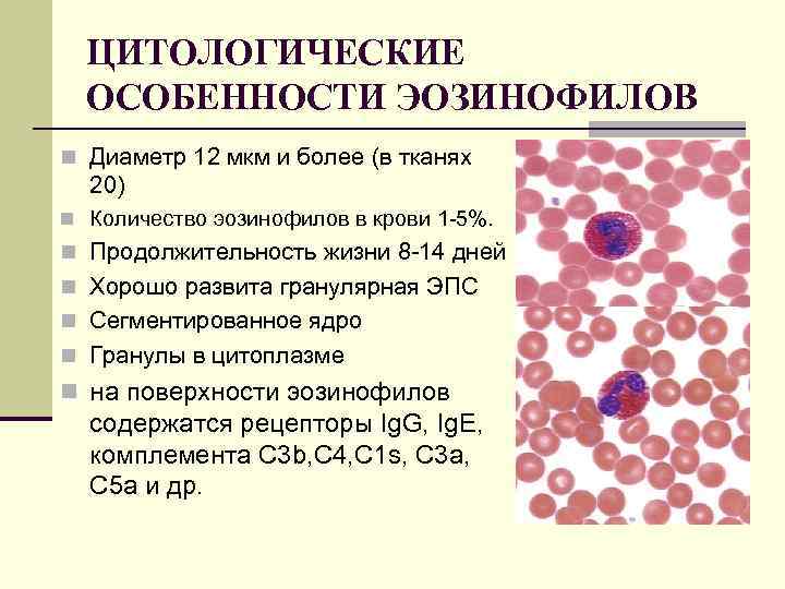 ЦИТОЛОГИЧЕСКИЕ ОСОБЕННОСТИ ЭОЗИНОФИЛОВ n Диаметр 12 мкм и более (в тканях 20) n Количество