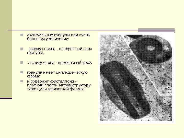 n оксифильные гранулы при очень большом увеличении: n сверху справа поперечный срез гранулы, n