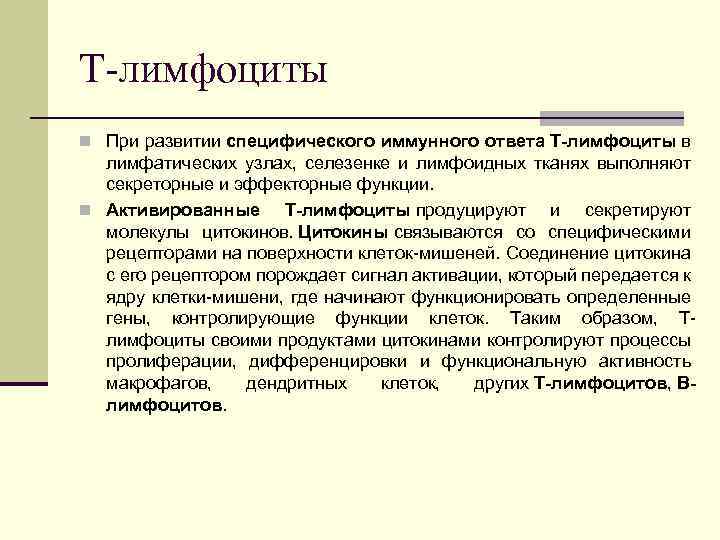 Т-лимфоциты n При развитии специфического иммунного ответа Т-лимфоциты в лимфатических узлах, селезенке и лимфоидных
