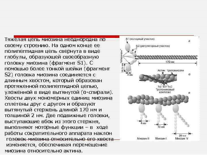 Тяжелая цепь миозина неоднородна по своему строению. На одном конце ее полипептидная цепь свернута