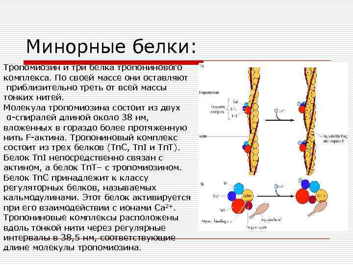 Минорные белки: Тропомиозин и три белка тропонинового комплекса. По своей массе они оставляют приблизительно