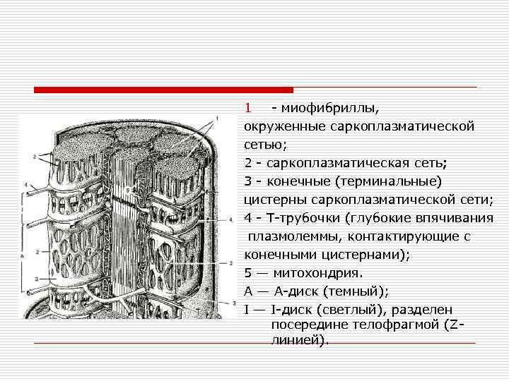 1 - миофибриллы, окруженные саркоплазматической сетью; 2 - саркоплазматическая сеть; 3 - конечные (терминальные)