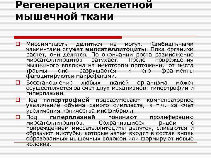 Регенерация скелетной мышечной ткани o o Миосимпласты делиться не могут. Камбиальными элементами служат миосателлитоциты.