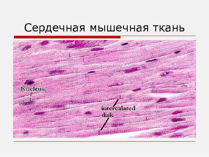 Сердечная мышечная ткань 