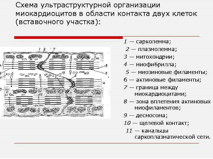 Схема ультраструктурной организации миокардиоцитов в области контакта двух клеток (вставочного участка): 1 — сарколемма;