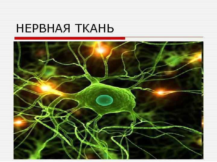 НЕРВНАЯ ТКАНЬ 