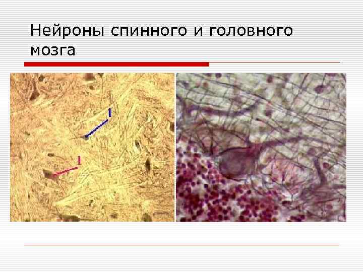 Нейроны спинного и головного мозга 