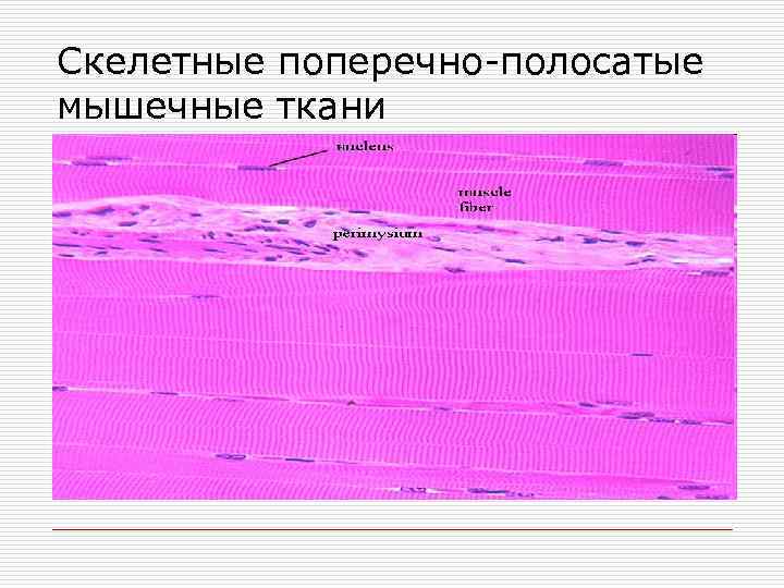 Скелетные поперечно-полосатые мышечные ткани 