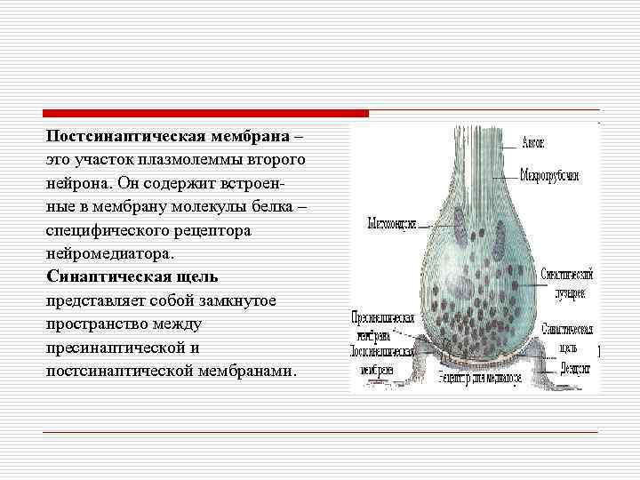 Постсинаптическая мембрана – это участок плазмолеммы второго нейрона. Он содержит встроенные в мембрану молекулы