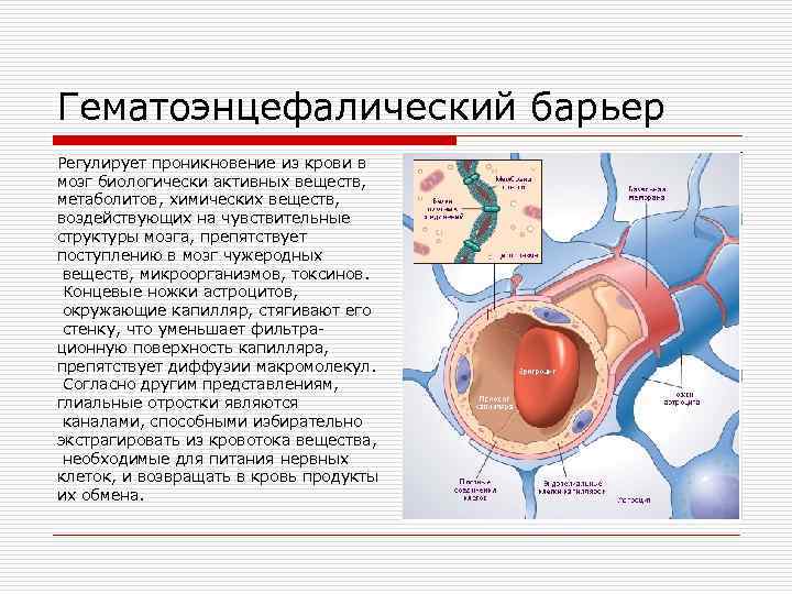 Гематоэнцефалический барьер Регулирует проникновение из крови в мозг биологически активных веществ, метаболитов, химических веществ,