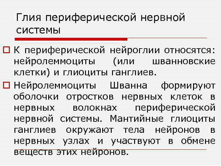 Глия периферической нервной системы o К периферической нейроглии относятся: нейролеммоциты (или шванновские клетки) и